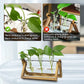 Kingbuy Terrarium Propagation Station 3 Bulb Glass Vase on Wooden Stand
