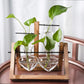 Kingbuy Terrarium Propagation Station 3 Bulb Glass Vase on Wooden Stand